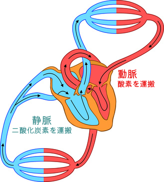パルスオキシメーター 心臓